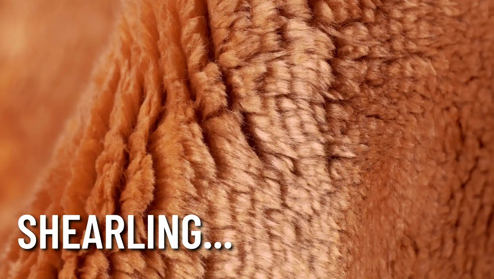 shearling.webp